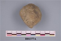 藏品(花簾蛤)的圖片